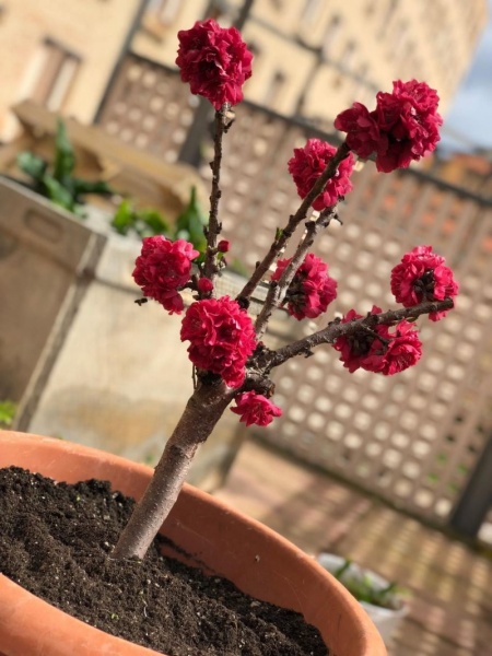 Primavera en la RCM
